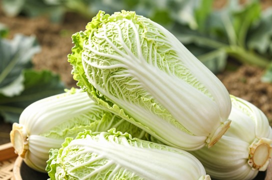 崇明大白菜是哪里的特产?_上海农产品介绍-展庭百科汇