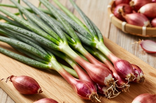 鄂尔多斯红葱-展庭百科汇