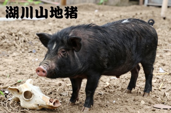 湖川山地猪