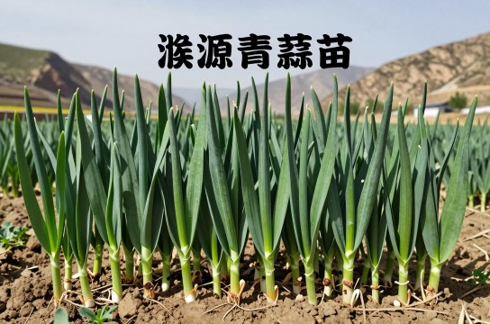 湟源青蒜苗-展庭百科汇