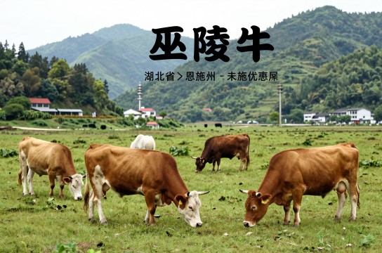 巫陵牛