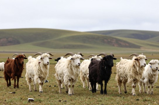 泽库藏羊-展庭百科汇