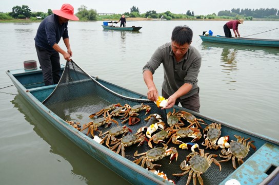 湖口螃蟹-展庭百科汇