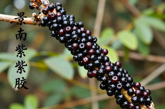 景东紫胶