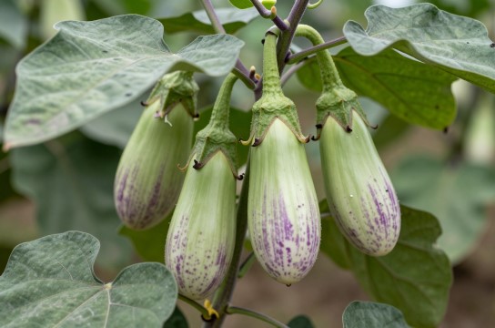 煎茶竹丝茄