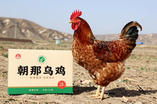 朝那乌鸡-展庭百科汇