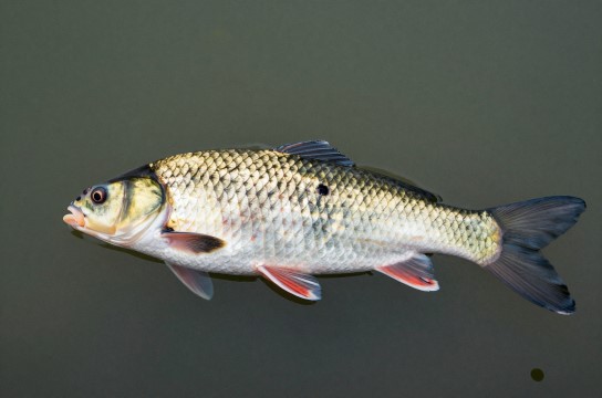 滁州鲫