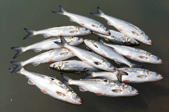 岱海鱼-展庭百科汇