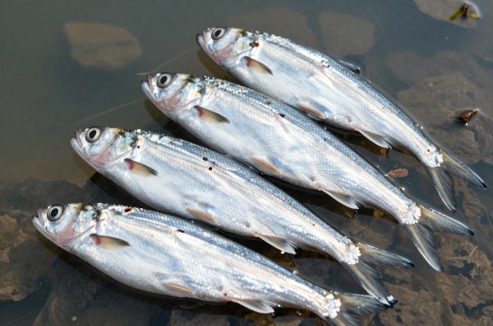 Lushan West Sea Silverfish - Pavilion Encyclopedia Hui