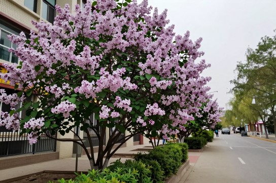 丁香花-展庭百科汇