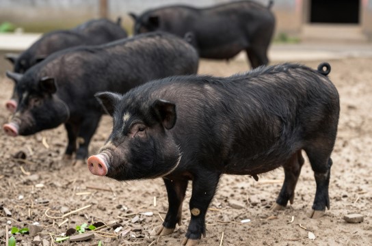 玉江猪是哪里的特产?_江西畜牧类介绍-展庭百科汇