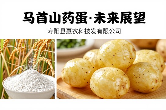 马首山药蛋