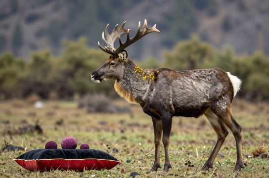 波密麝香-展庭百科汇