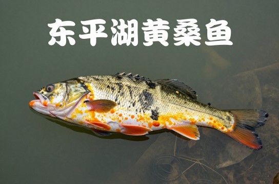 东平湖黄桑鱼是哪里的特产?_山东水产类介绍-展庭百科汇