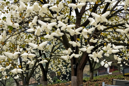 南川金佛山珙桐