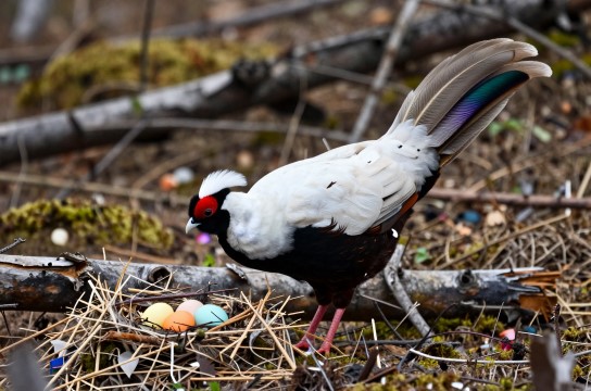 藏马鸡是哪里的特产?_西藏珍禽特产介绍-展庭百科汇