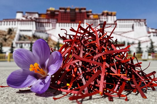 西藏藏红花-展庭百科汇