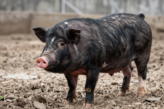 枫泾猪-展庭百科汇