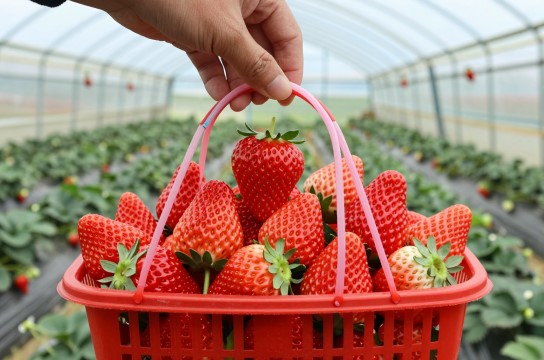 桓仁草莓-展庭百科汇