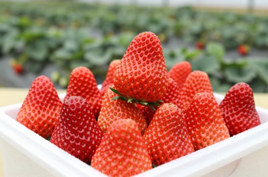 泗县墩集草莓是哪里的特产?_安徽水果特产介绍-展庭百科汇