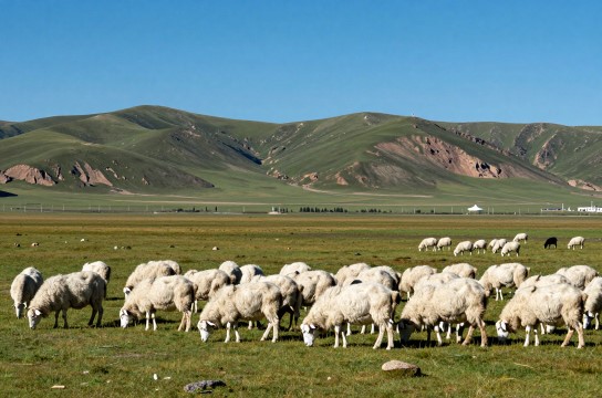 多玛羊肉是哪里的特产?_西藏肉类特产介绍-展庭百科汇