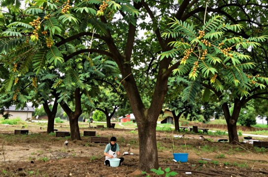 旌德香榧-展庭百科汇