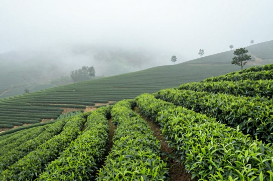 赤水仙高山茶是哪里的特产?_江西茶叶介绍-展庭百科汇
