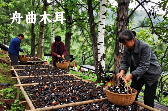舟曲木耳-展庭百科汇
