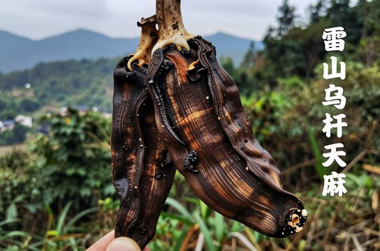 雷山乌杆天麻-展庭百科汇