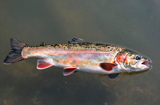 红鳟鱼是哪里的特产?_宁夏水产介绍-展庭百科汇