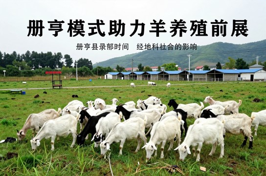 册亨山羊-展庭百科汇