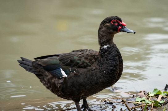 古田黑番鸭-展庭百科汇