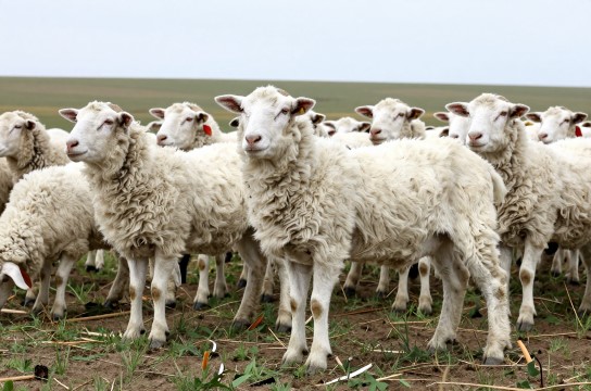 河套巴美肉羊-展庭百科汇