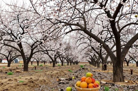 大岷贡杏-展庭百科汇