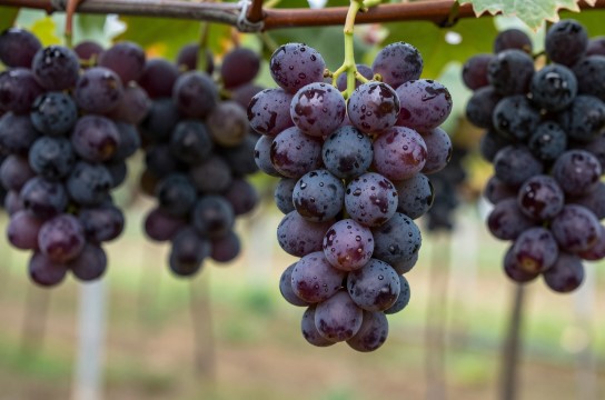 中心店葡萄-展庭百科汇