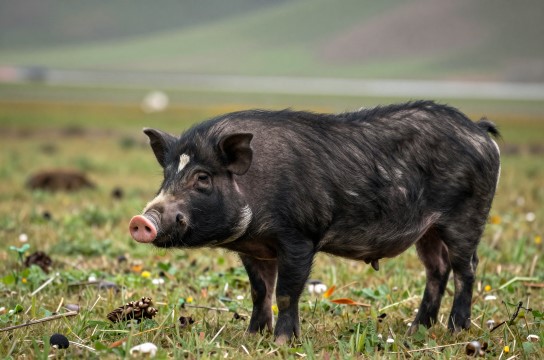 嘉黎藏香猪-展庭百科汇