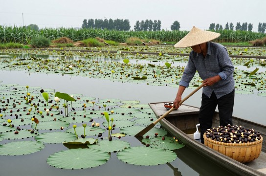 洪泽菱角