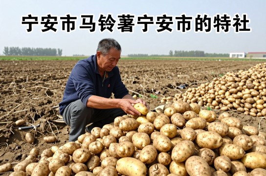 宁安马铃薯是哪里的特产?_黑龙江农产品介绍-展庭百科汇