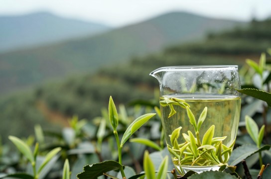 鹿鸣贡茶-展庭百科汇