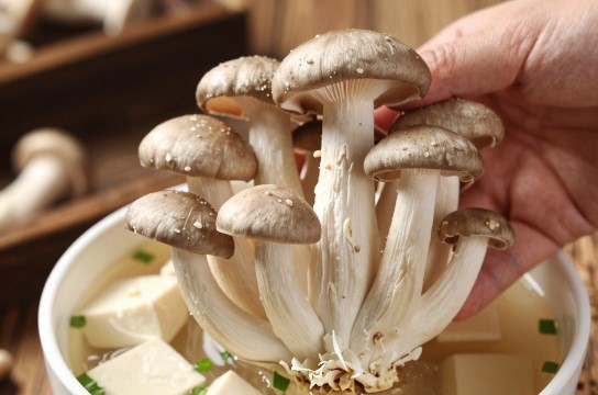 广灵平菇是哪里的特产?_山西食用菌类介绍-展庭百科汇