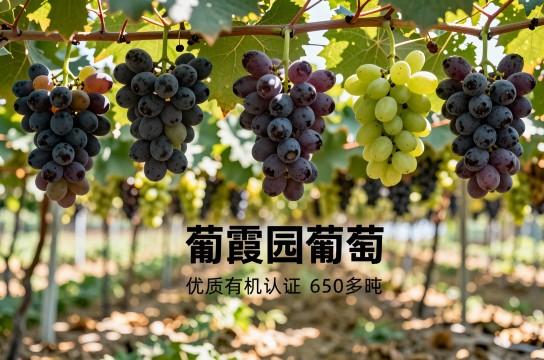 葡霞园葡萄