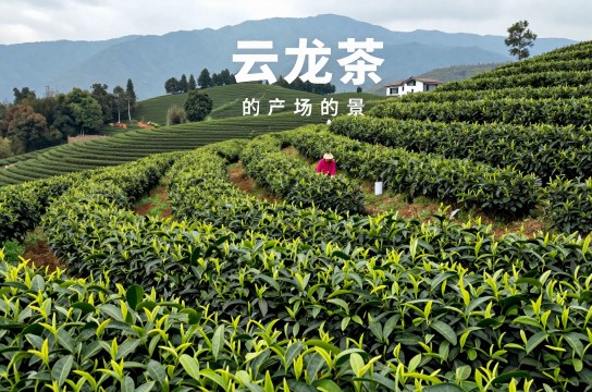 云龙茶是哪里的特产?_云南茶叶特产介绍-展庭百科汇