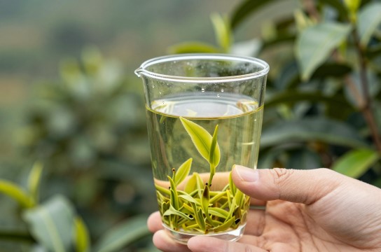 始兴茶叶