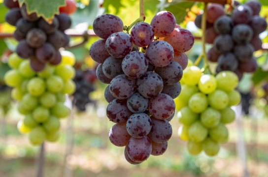 鸡泽葡萄是哪里的特产?_河北水果特产介绍-展庭百科汇