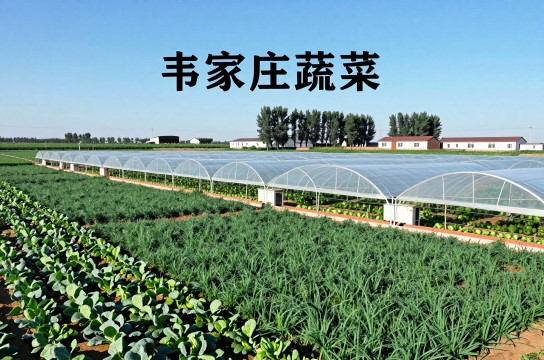 韦家庄蔬菜-展庭百科汇
