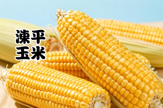 滦平玉米