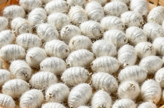 石泉桑蚕茧-展庭百科汇