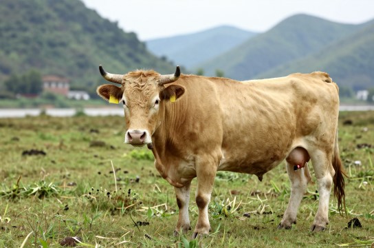 南盘江黄牛-展庭百科汇