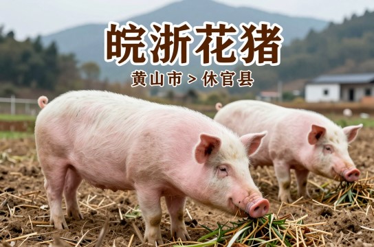 皖浙花猪是哪里的特产?_安徽畜禽产品介绍-展庭百科汇