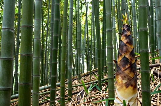 梁平竹笋